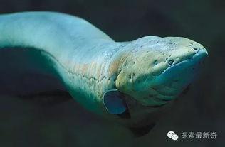 电鳗最新爆料,娱乐圈最新爆料大起底  第1张